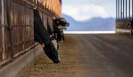 Latin America update: Production growth slows